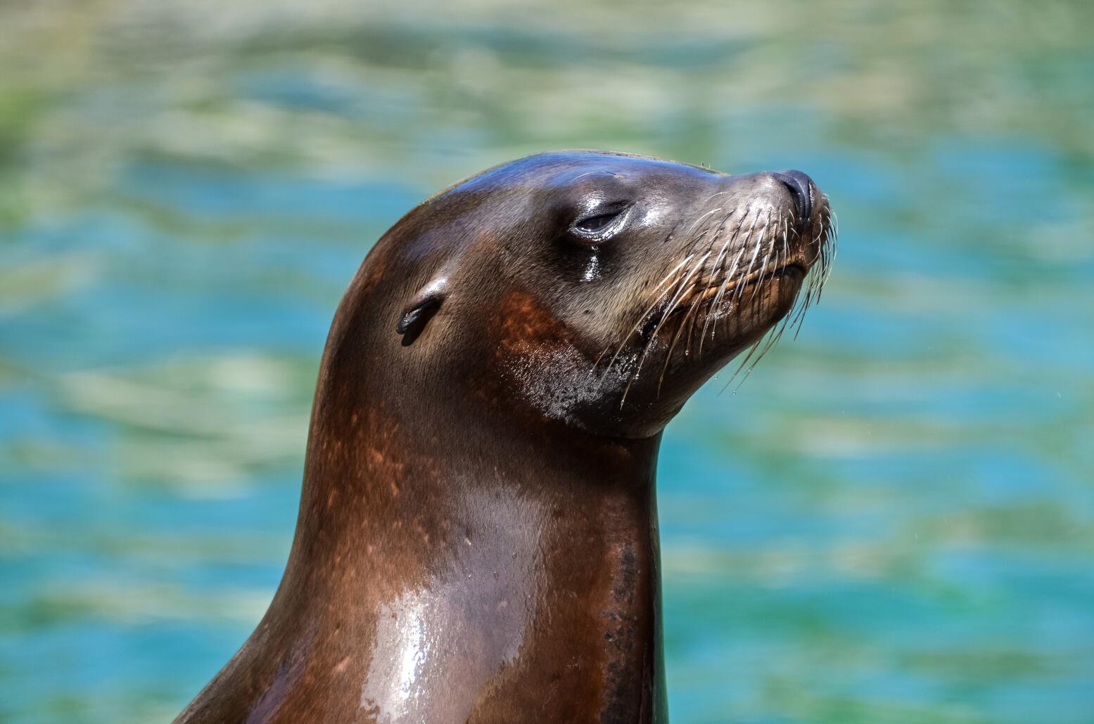 Loutre Barthy Bonhomme